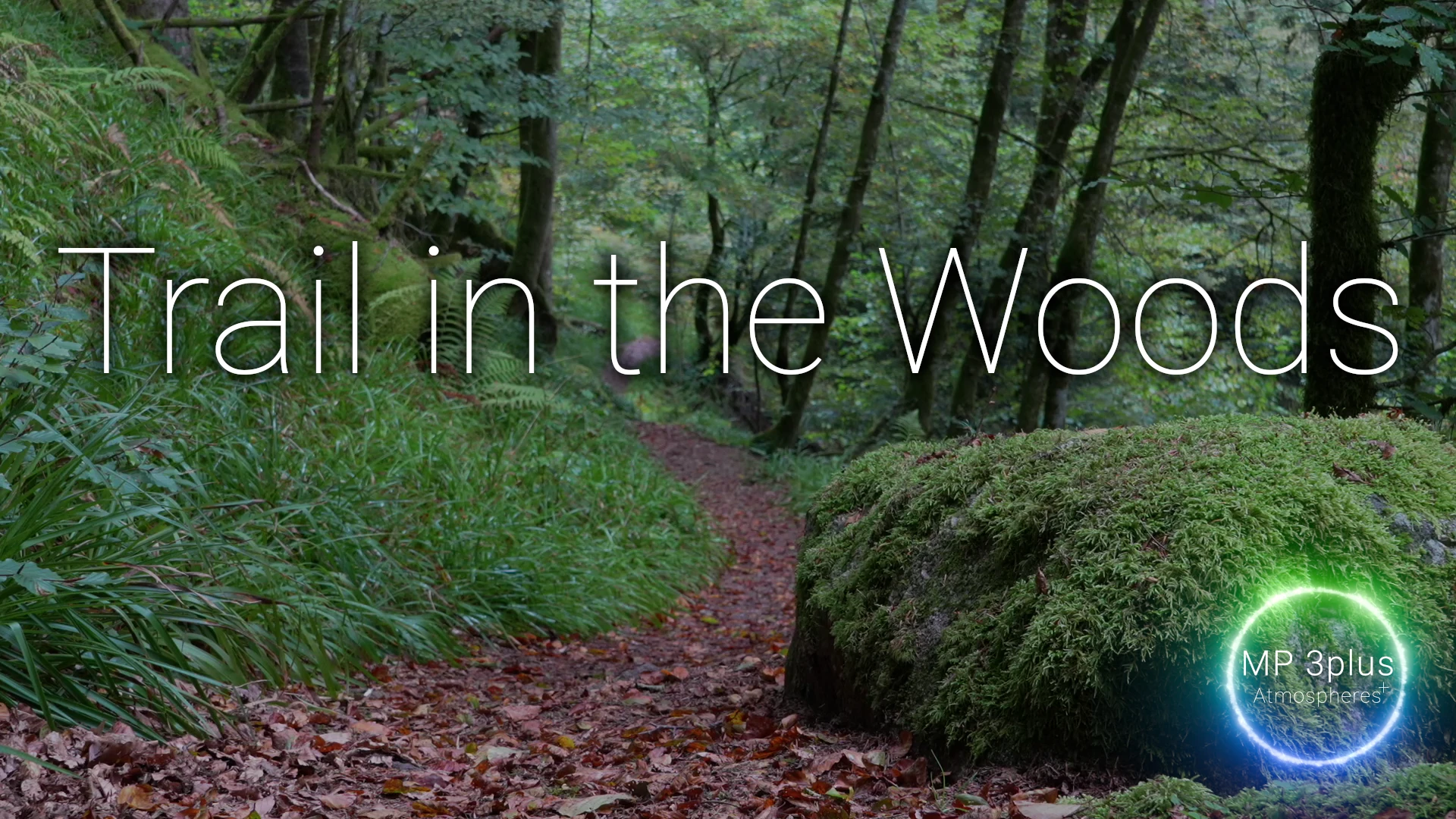 Track Trail in the Woods thumbnail